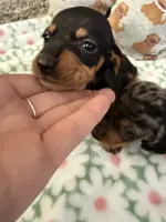AKC Olive, a female Dachshund for sale in Cottonwood, CA – Photo 4 of 7