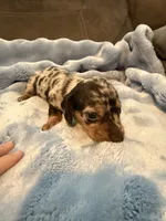 Enzo AKC shorthair dapple , a male Miniature Dachshund for sale in Cottonwood, CA – 6 of 9