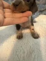 Bandit AKC short hair blue piebald , a male Miniature Dachshund for sale in Cottonwood, CA – 2 of 10