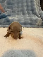 Gizmo AKC Isabella short hair , a male Miniature Dachshund for sale in Cottonwood, CA – 3 of 10