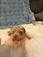Duke chocolate dapple shorthair CKC , a male Miniature Dachshund for sale in Cottonwood, CA – 6 of 10
