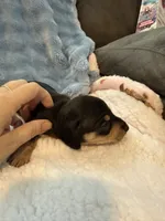 Whiskey CKC black and tan shorthair , a male Miniature Dachshund for sale in Cottonwood, CA – 4 of 9