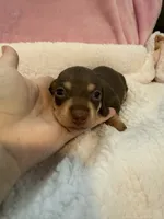 Mia  chocolate CKC shorthair , a female Miniature Dachshund for sale in Cottonwood, CA – 10 of 10