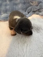 Bandit AKC short hair blue piebald , a male Miniature Dachshund for sale in Cottonwood, CA – 6 of 10