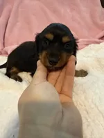 Olive AKC long hair , a female Miniature Dachshund for sale in Cottonwood, CA – 2 of 9
