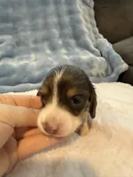 Bluey AKC long hair blue piebald , a male Miniature Dachshund for sale in Cottonwood, CA – 9 of 9