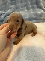 Gizmo AKC Isabella short hair , a male Miniature Dachshund for sale in Cottonwood, CA – 8 of 10