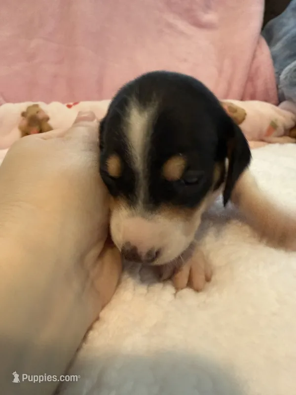 Daisy AKC black and tan piebald short hair  – Miniature Dachshund puppy for sale in Cottonwood, CA