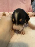 Daisy AKC black and tan piebald short hair , a female Miniature Dachshund for sale in Cottonwood, CA – 1 of 10