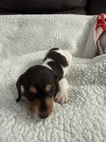 Hocus AKC , a female Miniature Dachshund for sale in Cottonwood, CA – 10 of 10