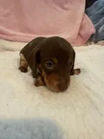 Carmella short hair AKC chocolate piebald , a female Miniature Dachshund for sale in Cottonwood, CA – 1 of 10