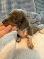 Bandit AKC short hair blue piebald , a male Miniature Dachshund for sale in Cottonwood, CA – 7 of 10