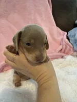 Millie AKC short hair Isabella piebald , a female Miniature Dachshund for sale in Cottonwood, CA – 9 of 10