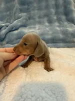Gizmo AKC Isabella short hair , a male Miniature Dachshund for sale in Cottonwood, CA – 4 of 10