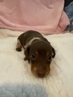 Carmella short hair AKC chocolate piebald , a female Miniature Dachshund for sale in Cottonwood, CA – 4 of 10