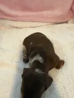 Carmella short hair AKC chocolate piebald , a female Miniature Dachshund for sale in Cottonwood, CA – 6 of 10