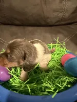 AKC marshmallow , a male Miniature Dachshund for sale in Cottonwood, CA – Photo 6 of 9