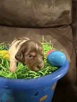 AKC marshmallow , a male Miniature Dachshund for sale in Cottonwood, CA – Photo 8 of 9