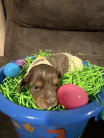 AKC marshmallow , a male Miniature Dachshund for sale in Cottonwood, CA – Photo 2 of 9