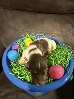 AKC marshmallow , a male Miniature Dachshund for sale in Cottonwood, CA – Photo 3 of 9