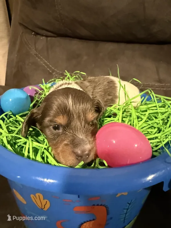 AKC marshmallow  – Miniature Dachshund puppy for sale in Cottonwood, CA