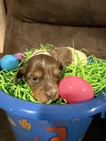 AKC marshmallow , a male Miniature Dachshund for sale in Cottonwood, CA – Photo 1 of 9