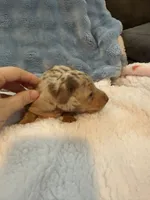Duke chocolate dapple shorthair CKC , a male Miniature Dachshund for sale in Cottonwood, CA – 10 of 10