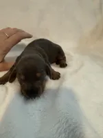 Bluey AKC blue and tan male , a male Miniature Dachshund for sale in Cottonwood, CA – 2 of 5