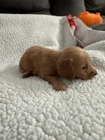 AKC pumpkin spice , a male Miniature Dachshund for sale in Cottonwood, CA – 6 of 9