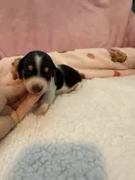 Daisy AKC black and tan piebald short hair , a female Miniature Dachshund for sale in Cottonwood, CA – 4 of 10