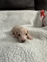 Casper , a male Miniature Dachshund for sale in Cottonwood, CA – 10 of 10