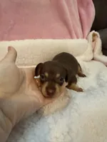 Mia  chocolate CKC shorthair , a female Miniature Dachshund for sale in Cottonwood, CA – 8 of 10