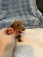 Gizmo AKC Isabella short hair , a male Miniature Dachshund for sale in Cottonwood, CA – 6 of 10