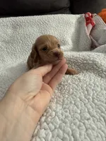 AKC pumpkin spice , a male Miniature Dachshund for sale in Cottonwood, CA – 4 of 9