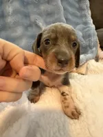 Bandit AKC short hair blue piebald , a male Miniature Dachshund for sale in Cottonwood, CA – 5 of 10
