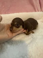 Mia  chocolate CKC shorthair , a female Miniature Dachshund for sale in Cottonwood, CA – 6 of 10