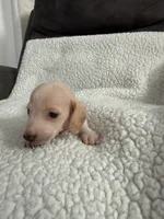 Casper , a male Miniature Dachshund for sale in Cottonwood, CA – 3 of 10