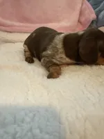 Carmella short hair AKC chocolate piebald , a female Miniature Dachshund for sale in Cottonwood, CA – 10 of 10