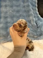 Duke chocolate dapple shorthair CKC , a male Miniature Dachshund for sale in Cottonwood, CA – 1 of 10