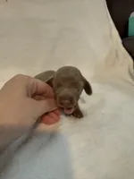 Peanut AKC Isabella male , a male Miniature Dachshund for sale in Cottonwood, CA – 4 of 7