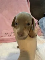 Millie AKC short hair Isabella piebald , a female Miniature Dachshund for sale in Cottonwood, CA – 6 of 10