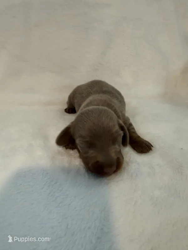 Peanut AKC Isabella male  – Miniature Dachshund puppy for sale in Cottonwood, CA