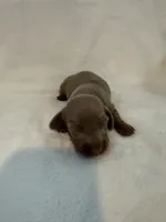 Peanut AKC Isabella male , a male Miniature Dachshund for sale in Cottonwood, CA – 1 of 7