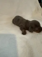 Clover AKC blue dapple male , a male Miniature Dachshund for sale in Cottonwood, CA – 5 of 10