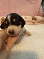 Daisy AKC black and tan piebald short hair , a female Miniature Dachshund for sale in Cottonwood, CA – 9 of 10