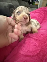 Snickers CKC short hair chocolate dapple , a female Miniature Dachshund for sale in Cottonwood, CA – 5 of 8