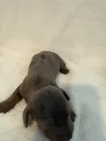 Clover AKC blue dapple male , a male Miniature Dachshund for sale in Cottonwood, CA – 9 of 10