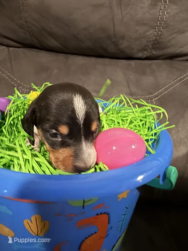 AKC Petter rabbit  – Miniature Dachshund puppy for sale in Cottonwood, CA