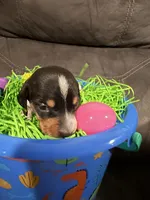 AKC Petter rabbit , a male Miniature Dachshund for sale in Cottonwood, CA – Photo 1 of 10