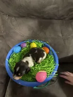 AKC Petter rabbit , a male Miniature Dachshund for sale in Cottonwood, CA – Photo 9 of 10